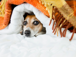 photo of dog peeking out from underneath blankets