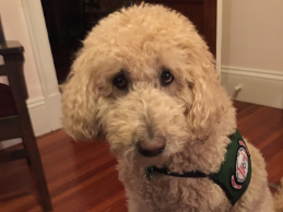 photo of Pearl, a white dog