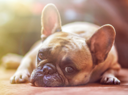 photo of a dog lying on the ground looking bored