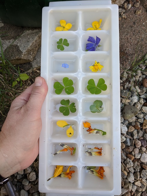 edible flowers for frozen flowers