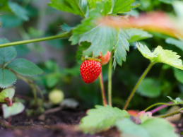 image of small strawberry on the vine