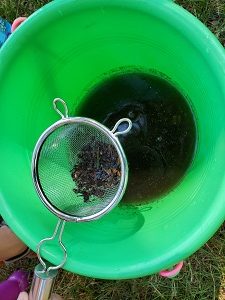 straining water collected for water filtration experiment