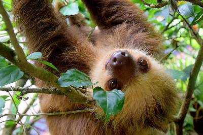 photo of a sloth