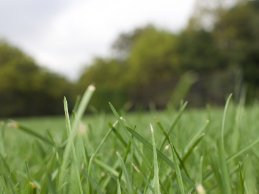 photo of grass