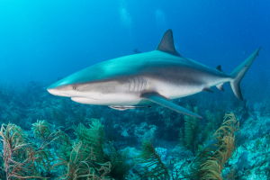 photo of a shark underwater