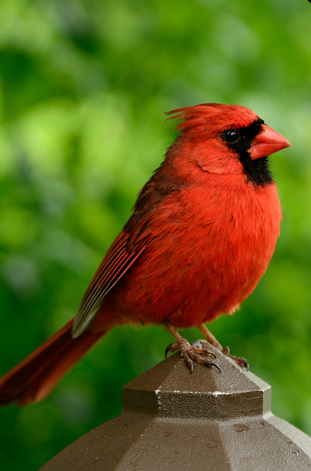 Kits: Birding